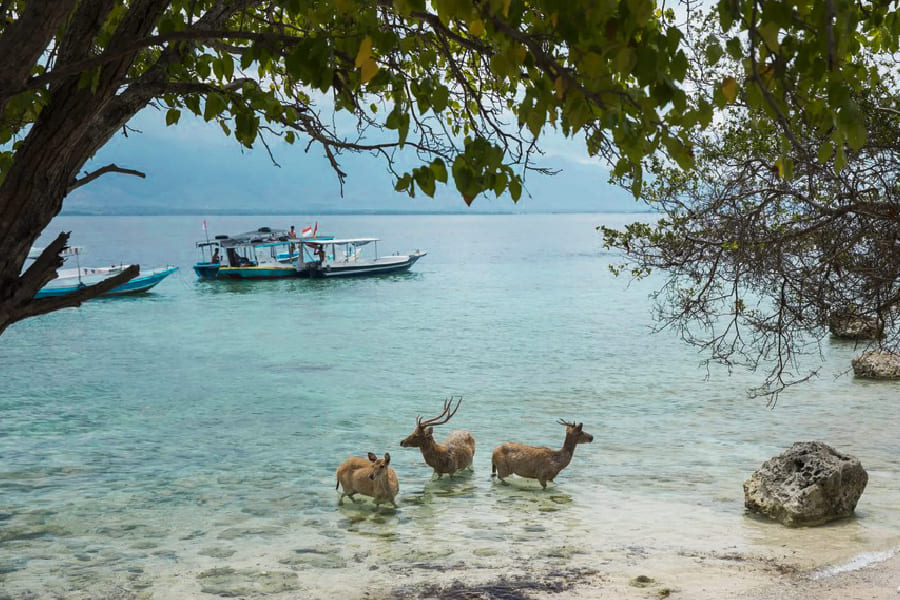Bali Barat National Park reindeer - bali 15 days package