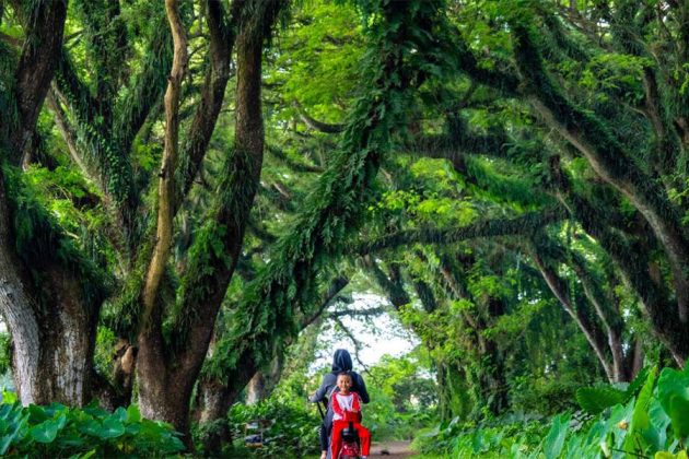 Banyuwangi - 6 day itinerary indonesia