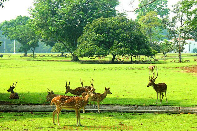 Bogor Botanical Gardens - bali jakarta tour packages