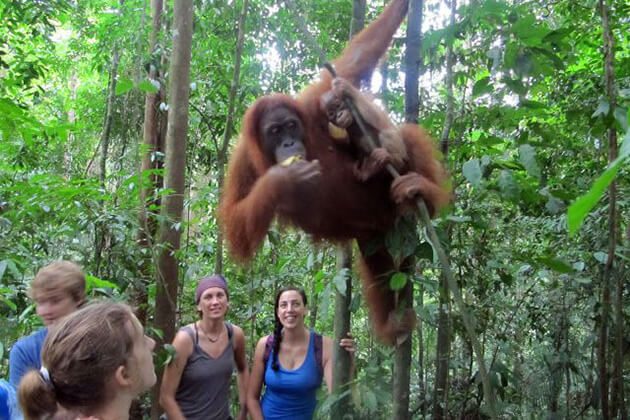 Bukit Gunung Leuser jungle trek - sumatra tour