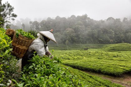 Ciater Tea Plantation - indonesia 10 day itinerary