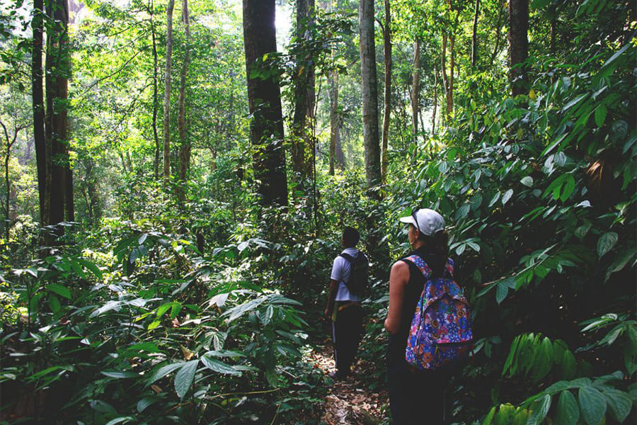 Gunung Leuser National Park - tour sumatra indonesia