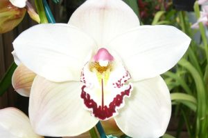 Indonesia Has 3 National Flowers