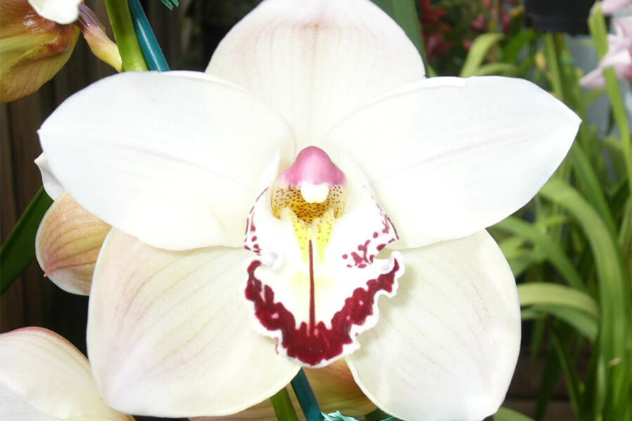 Indonesia Has 3 National Flowers