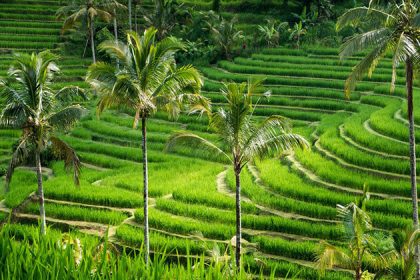 Jatiluwih rice terraces