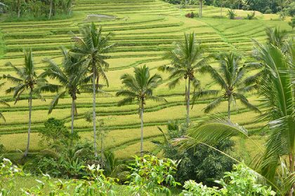 Jatiluwih rice terraces - indonesia adventure trip