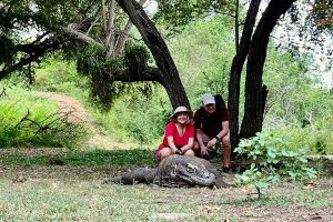 Komodo Dragon National Animal Of Indonesia