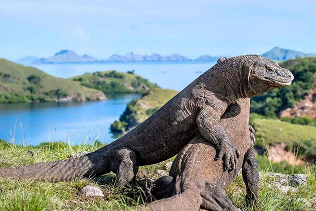 Komodo Island - cool thing to do in indonesia