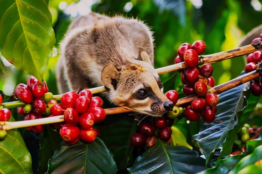 Kopi Luwak A Gastronomic Adventure tours of indonesia