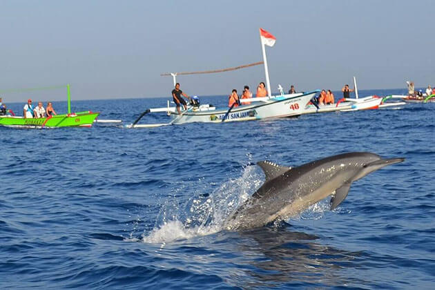 Lovina dolphins - Menjangan island vacation packages