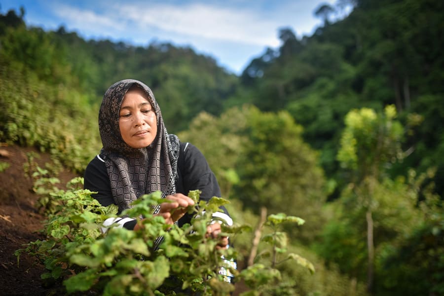 Rimba Panti forest - sumatra trip