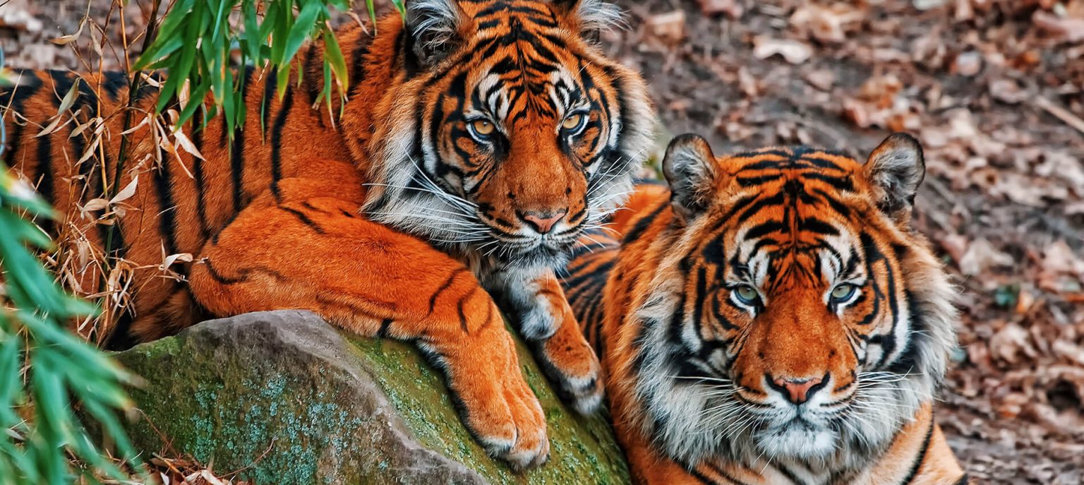 Indonesia Tours & Vacation Packages | Top 10+ Travel Packages