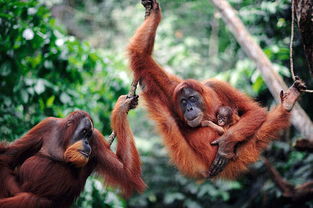 Sumatra tropical rain forest - Indonesia natural heritage site