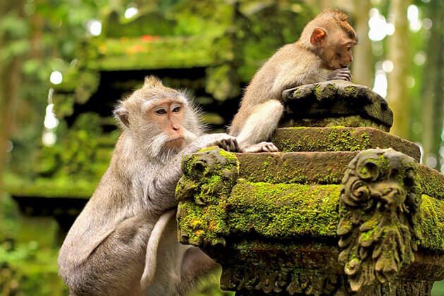 Ubud Monkey Forest indonesia family travel