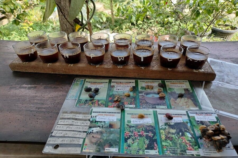 coffee plantation near Ubud - atv ubub full day