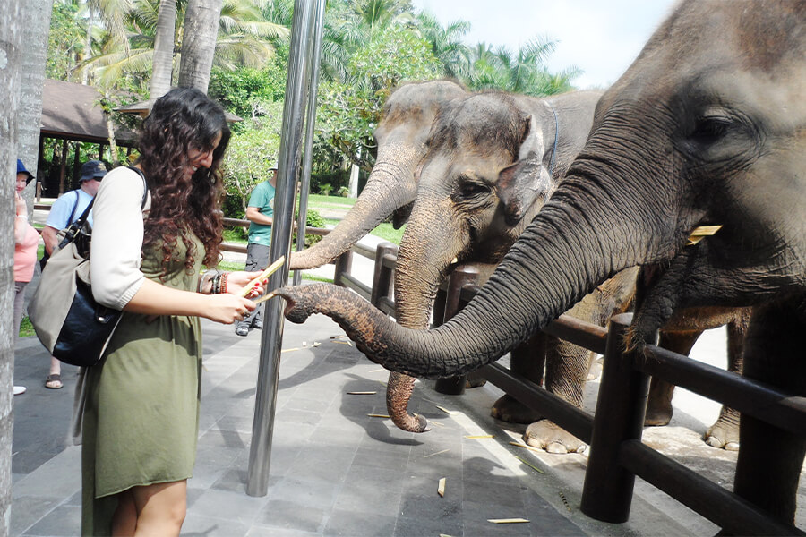 feeding elephants in ubud - 8 day indonesia itinerary
