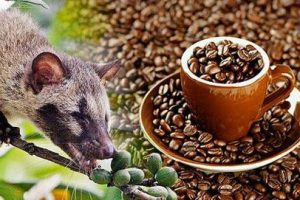  Kopi Luwak: A Gastronomic Adventure Vacation to Indonesia 