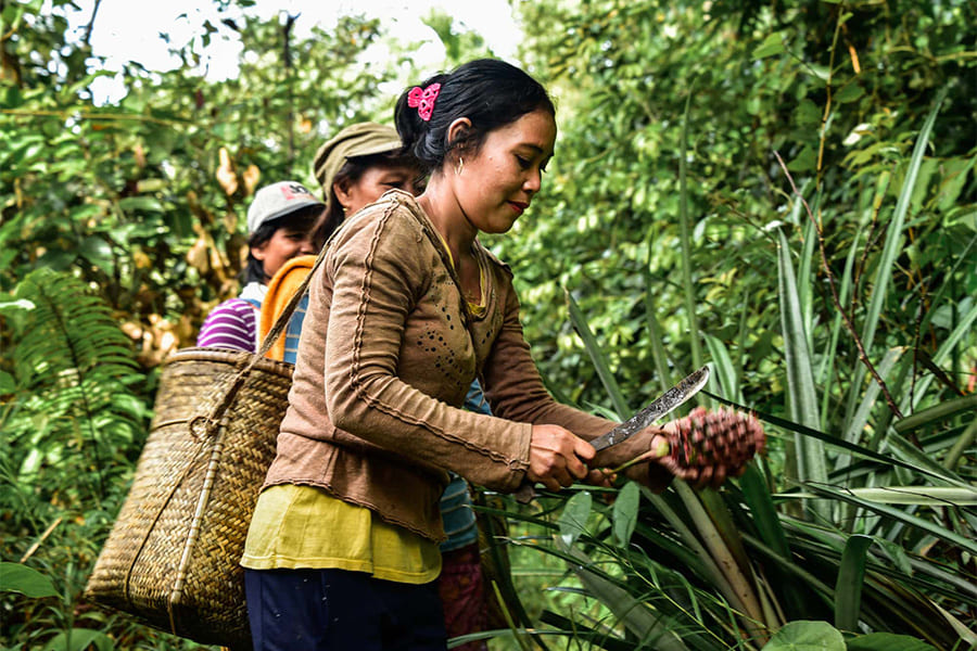 pineapple plantation - sumatra tour adventures