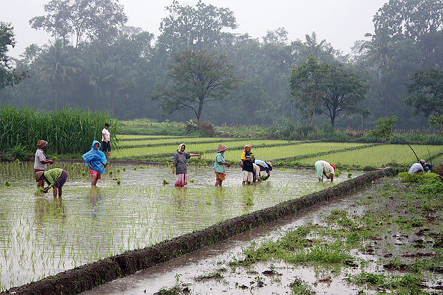 plant rice paddies - 12 days indonesia itinerary
