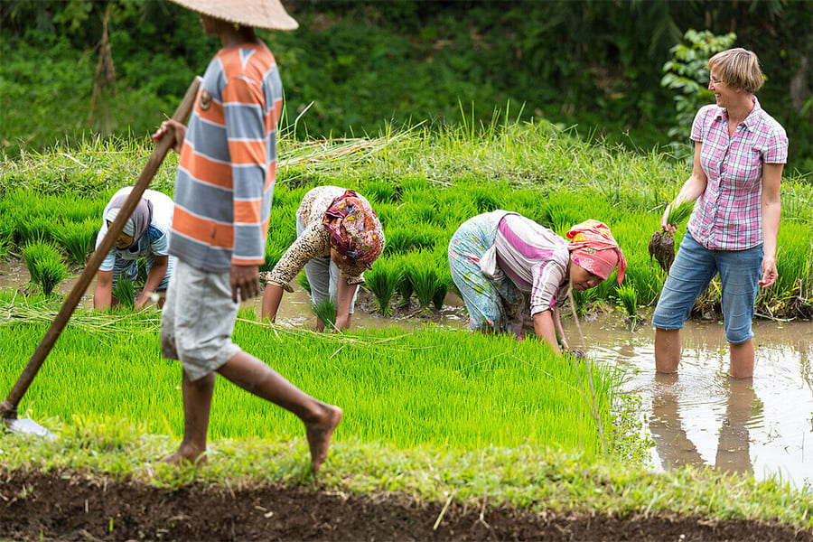 plant rice paddies - 8-day indonesia tour