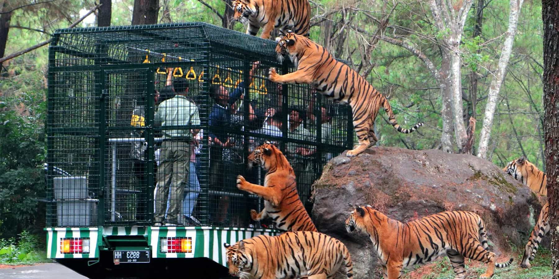 sumatra wildlife tours in indonesia trip